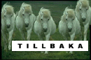 5h�star_tillbaka.GIF (10483 bytes)